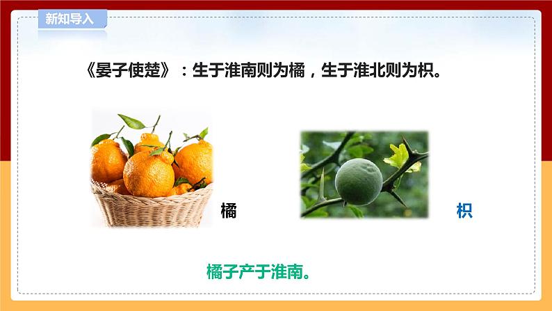 【青岛版六三制】四下科学 4.14《调查家乡植物》（课件+教案+练习）04
