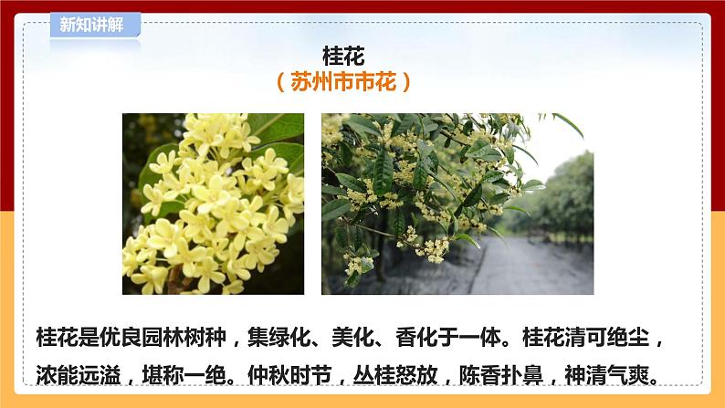 【青岛版六三制】四下科学 4.14《调查家乡植物》（课件+教案+练习）07