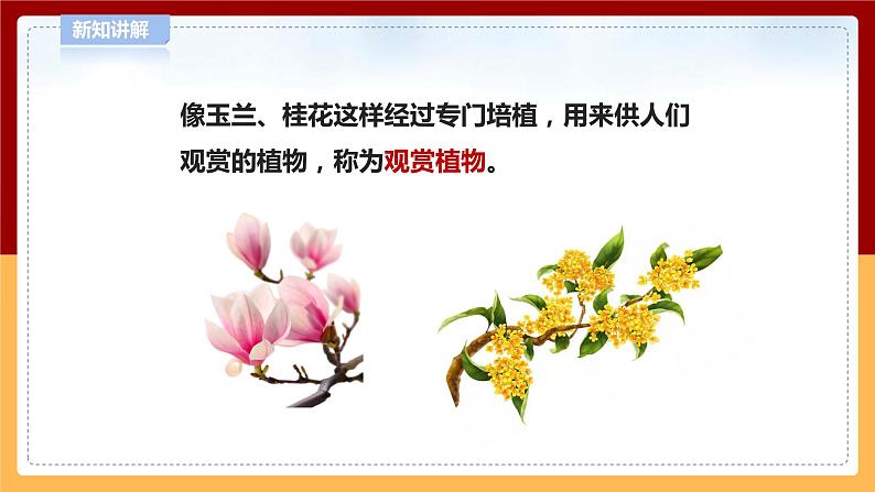 【青岛版六三制】四下科学 4.14《调查家乡植物》（课件+教案+练习）08