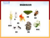 【青岛版六三制】四下科学 5.17《生物和非生物》（课件+教案+练习）