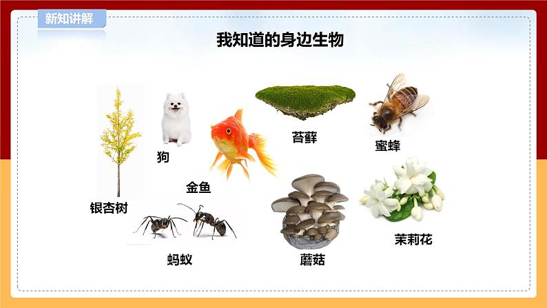 5.17《生物和非生物》课件 第5页