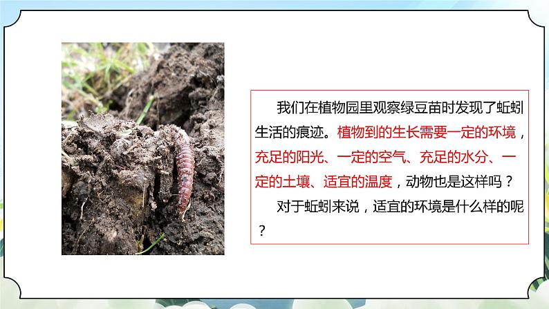 1.4《蚯蚓的选择》课件+素材 新教科版五年级科学下册03