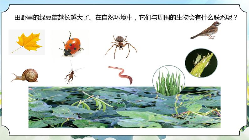 1.6《食物链和食物网》课件 新教科版五年级科学下册第4页