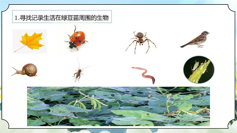 1.6《食物链和食物网》课件 新教科版五年级科学下册第6页