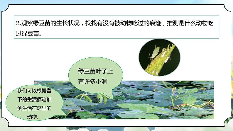 1.6《食物链和食物网》课件 新教科版五年级科学下册第8页