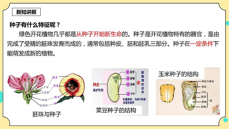 1.1《种子里孕育着新生命》课件+教案+试题（含解析）+素材 教科版（2017）四年级科学下册05