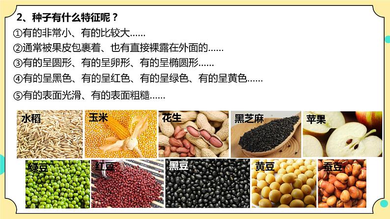 1.1《种子里孕育着新生命》课件+教案+试题（含解析）+素材 教科版（2017）四年级科学下册07