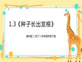 1.3《种子长出了根》课件+教案+试题（含解析）+素材 教科版（2017）四年级科学下册