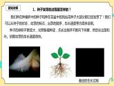1.3《种子长出了根》课件+教案+试题（含解析）+素材 教科版（2017）四年级科学下册