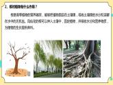 1.3《种子长出了根》课件+教案+试题（含解析）+素材 教科版（2017）四年级科学下册