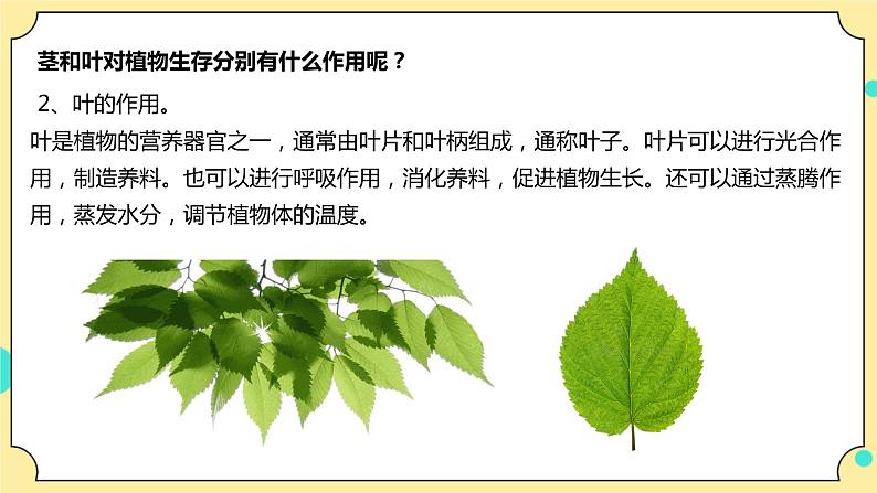 1.4《茎和叶》课件+教案+试题（含解析）+素材 教科版（2017）四年级科学下册05