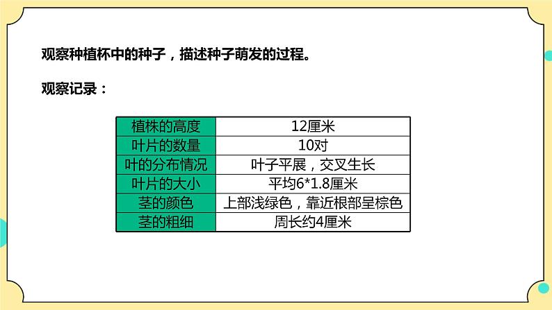 1.4《茎和叶》课件+教案+试题（含解析）+素材 教科版（2017）四年级科学下册07