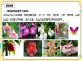 1.5《鳳仙花開花了》課件+教案+試題（含解析）+素材 教科版（2017）四年級科學下冊