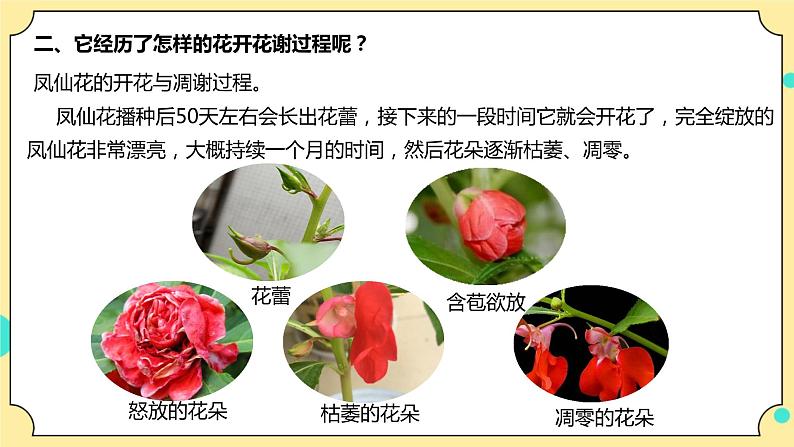 1.5《凤仙花开花了》课件 教科版（2017）四年级科学下册第5页