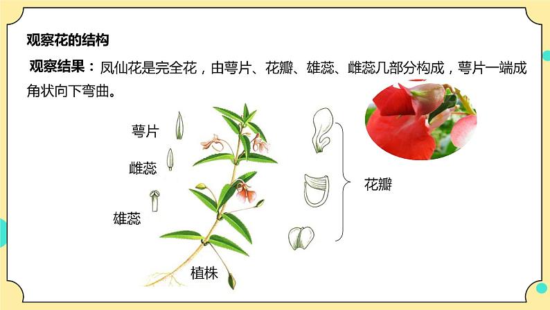 1.5《凤仙花开花了》课件 教科版（2017）四年级科学下册第8页