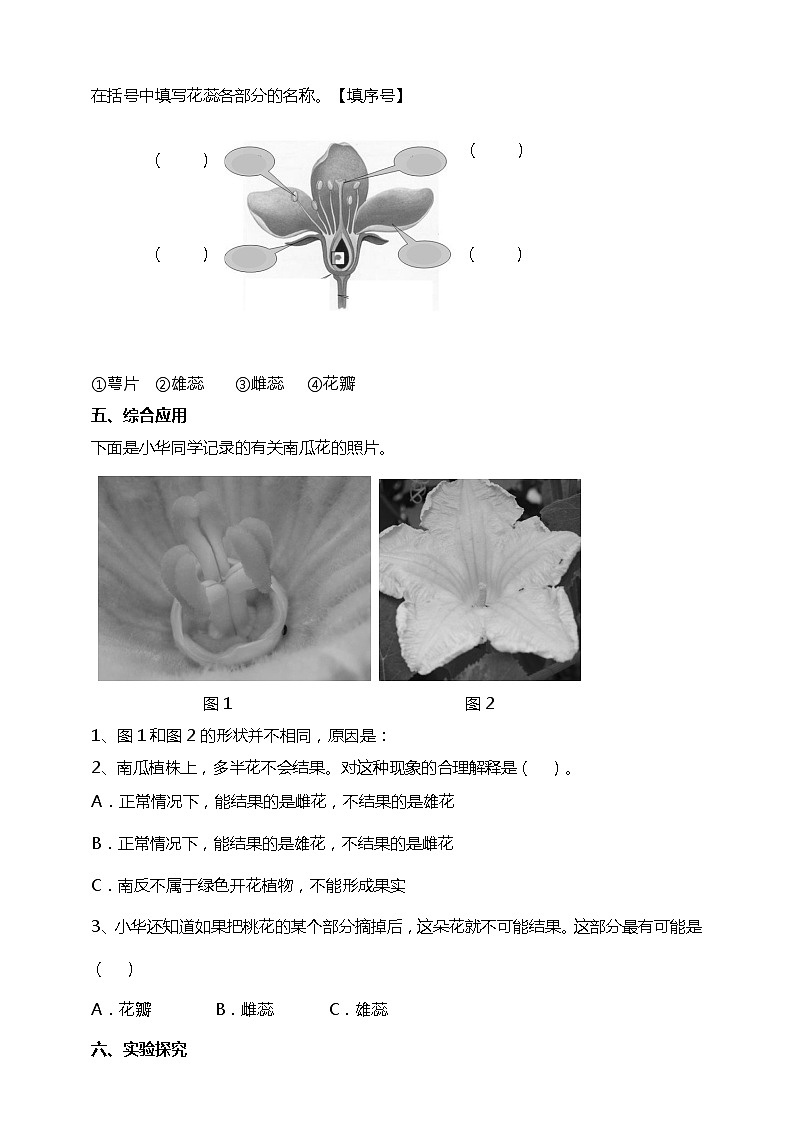 1.5《凤仙花开花了》试题（含解析）教科版（2017）四年级科学下册第2页