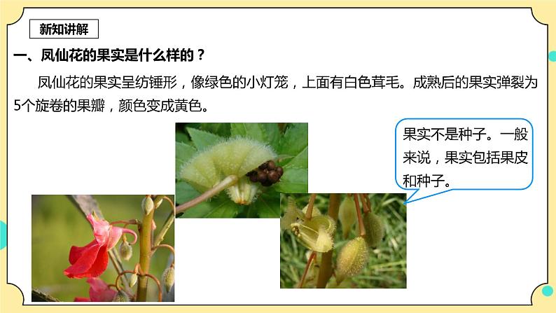 1.6《果实和种子》课件+教案+试题（含解析）+素材 教科版（2017）四年级科学下册04