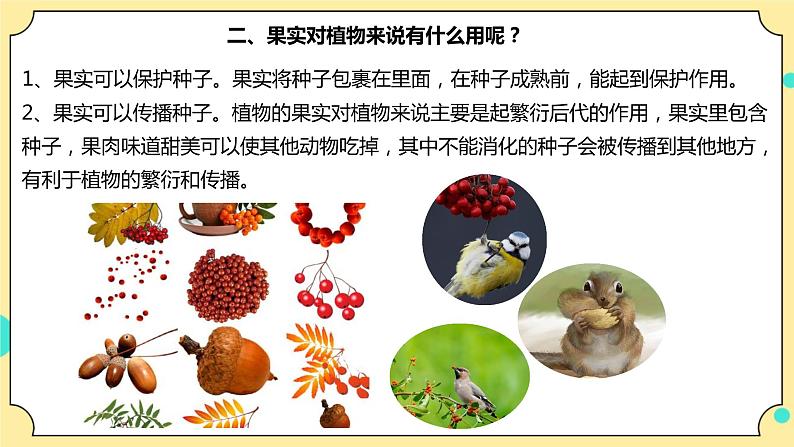 1.6《果实和种子》课件+教案+试题（含解析）+素材 教科版（2017）四年级科学下册05