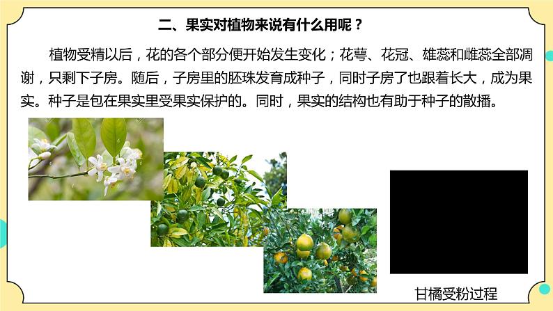 1.6《果实和种子》课件+教案+试题（含解析）+素材 教科版（2017）四年级科学下册06