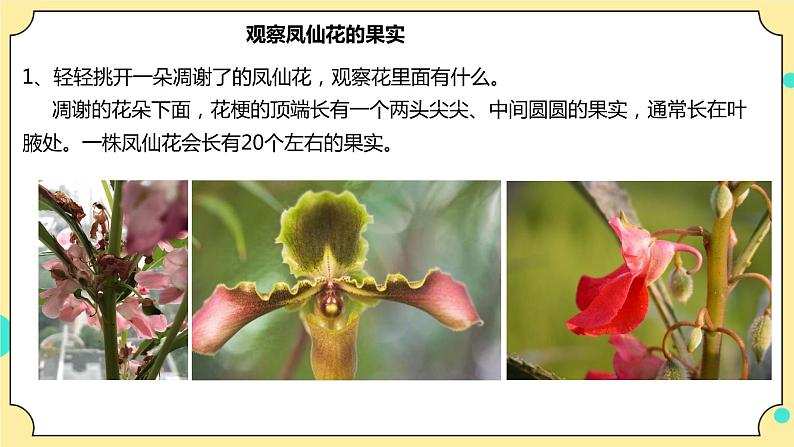 1.6《果实和种子》课件+教案+试题（含解析）+素材 教科版（2017）四年级科学下册07