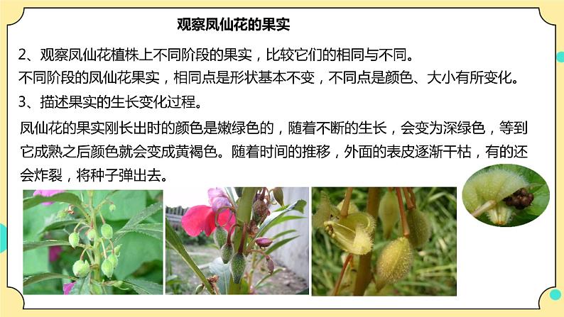 1.6《果实和种子》课件+教案+试题（含解析）+素材 教科版（2017）四年级科学下册08