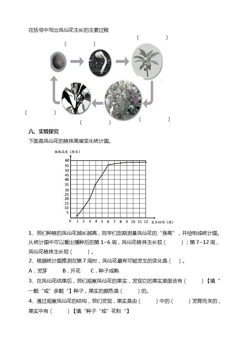 1.8《凤仙花的一生》课件+教案+试题（含解析）+素材 教科版（2017）四年级科学下册02
