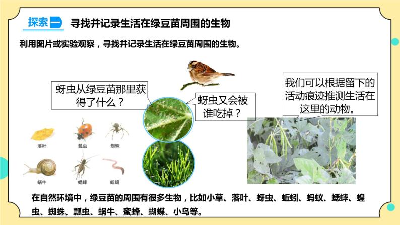 1.6《食物链和食物网》课件+素材 教科版五年级科学下册（送教案练习）05