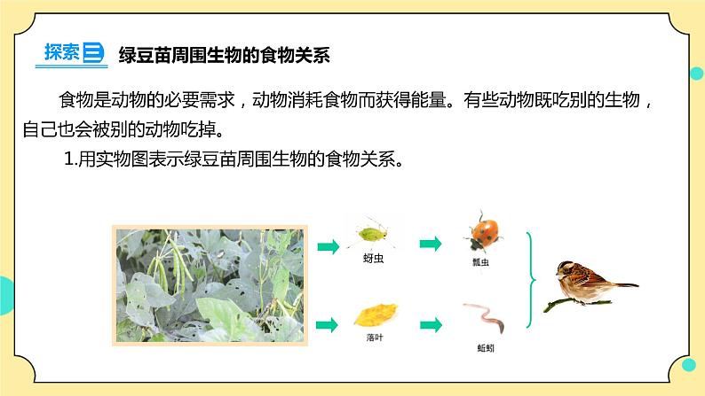 1.6《食物链和食物网》课件+素材 教科版五年级科学下册（送教案练习）07