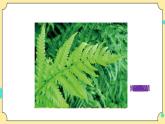 2.3《形形色色的植物》课件+素材 教科版六年级科学下册（送教案）