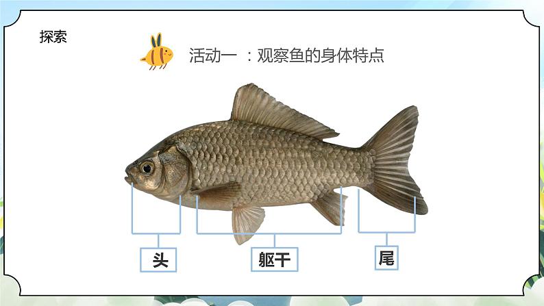 2.5《观察鱼》课件+素材 教科版一年级科学下册（送教案练习）06