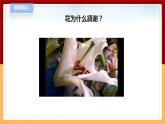 【青島版六三制】三下科學(xué) 4.12《植物的果實(shí)》（課件+教案+練習(xí)）