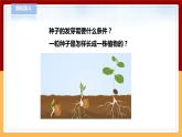 【青岛版六三制】三下科学 4.13《种子发芽了》（课件+教案+练习+素材）