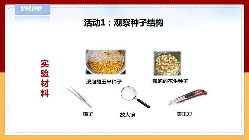 4.13《种子发芽了》课件第4页