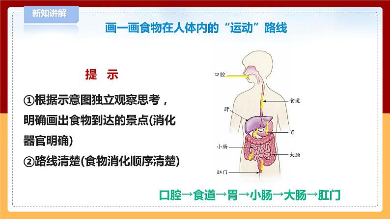 【青岛版六三制】三下科学 6.19《食物到哪里去了》（课件+教案+练习+素材）05