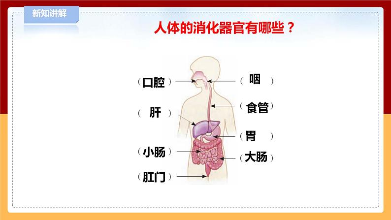 【青岛版六三制】三下科学 6.19《食物到哪里去了》（课件+教案+练习+素材）06