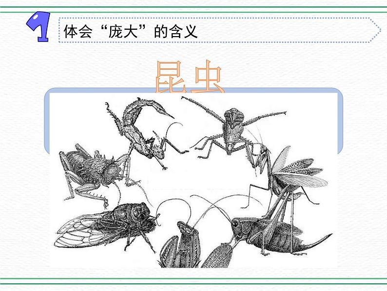 9.庞大的家族 课件+课件练习+素材03