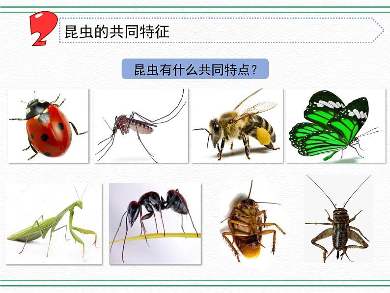 9.庞大的家族 课件+课件练习+素材04