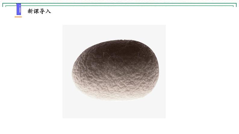 10.养昆虫（3课时）课件+课件练习+素材02