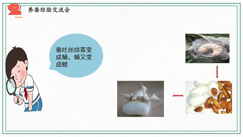 10.养昆虫（3课时）课件+课件练习+素材04