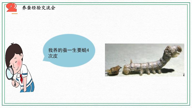 10.养昆虫（3课时）课件+课件练习+素材05