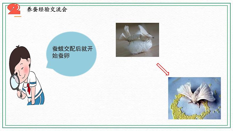 10.养昆虫（3课时）课件+课件练习+素材06