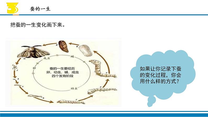 10.养昆虫（3课时）课件+课件练习+素材07