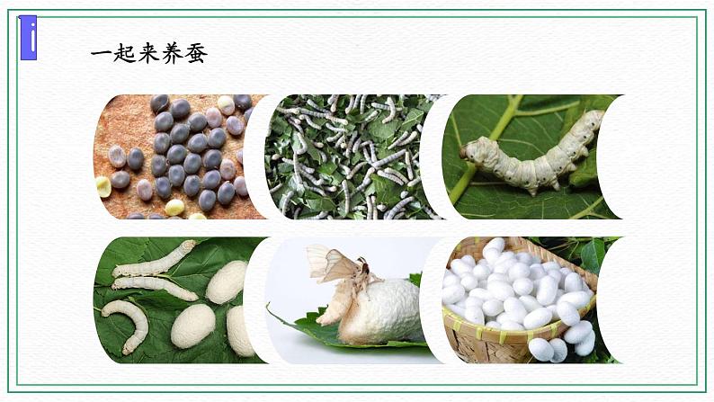 10.养昆虫（3课时）课件+课件练习+素材02