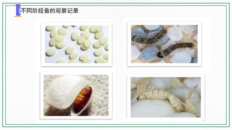 10.养昆虫（3课时）课件+课件练习+素材02