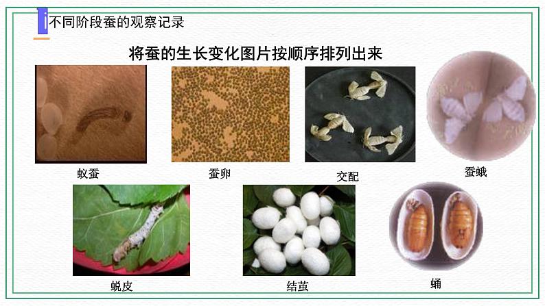 10.养昆虫（3课时）课件+课件练习+素材04