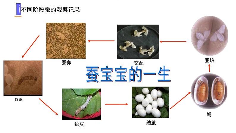10.养昆虫（3课时）课件+课件练习+素材05