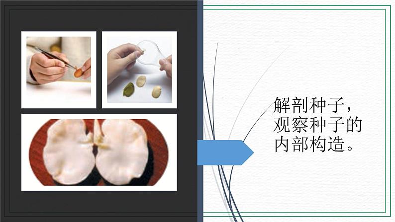 12 用种子繁殖 教案+课件02