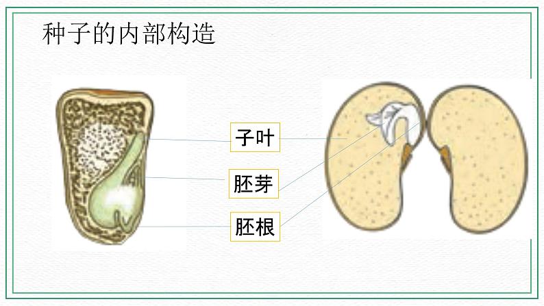 12 用种子繁殖 教案+课件03