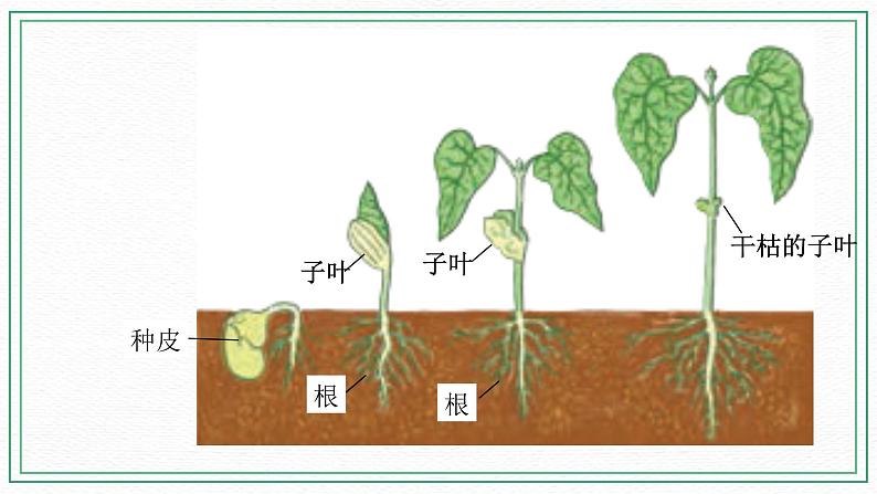 12 用种子繁殖 教案+课件04