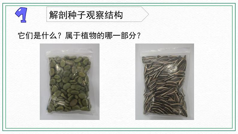 12.用种子繁殖 素材+课件02